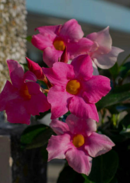 Mandevilla Pretty Rose Pink Variety