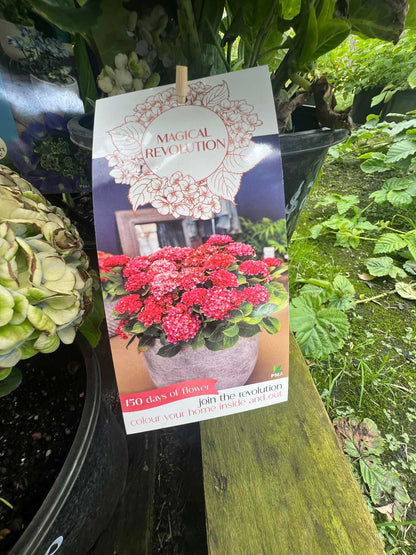 Hydrangea Magical Revolution Variety