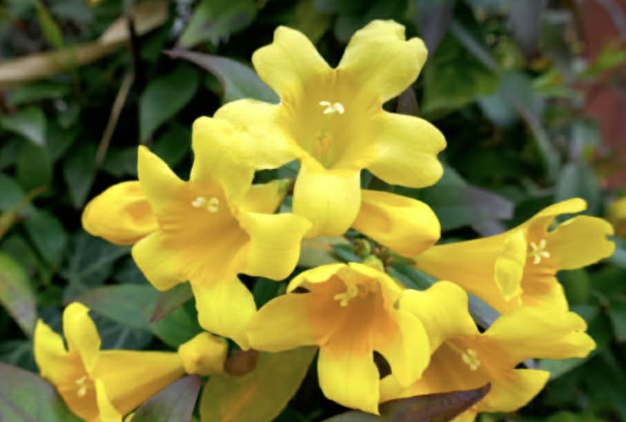 Yellow Star Jasmin