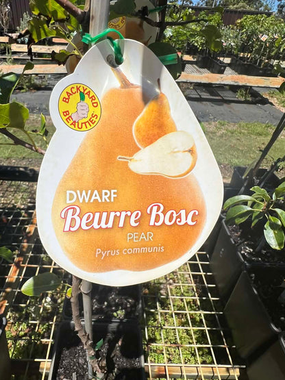 Dwarf Beurre Bosc