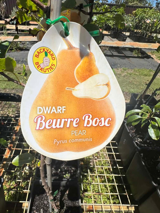 Dwarf Beurre Bosc