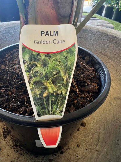 Golden Cane Palms
