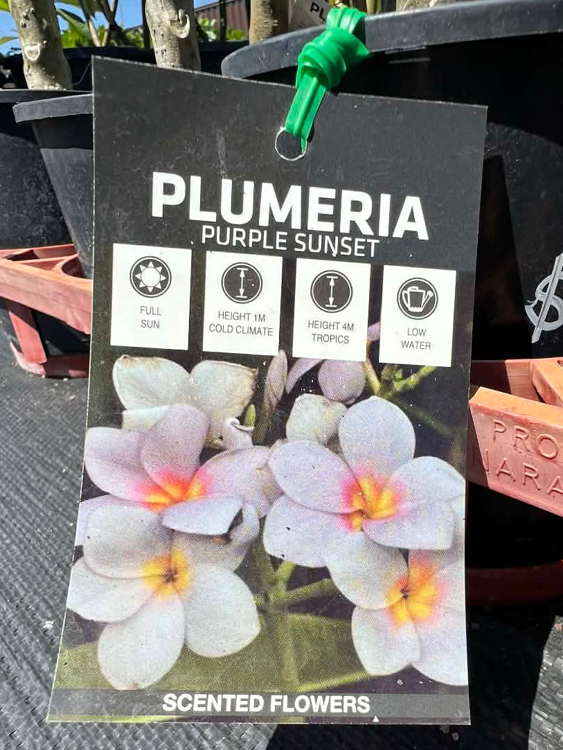 Frangipani Purple Sunset