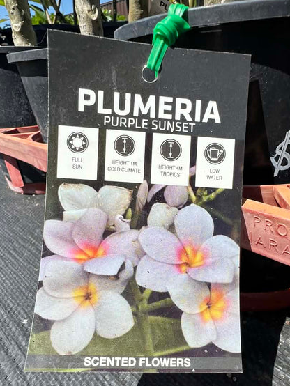 Frangipani Purple Sunset