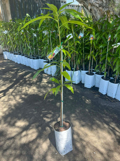 Kensington Pride Mango