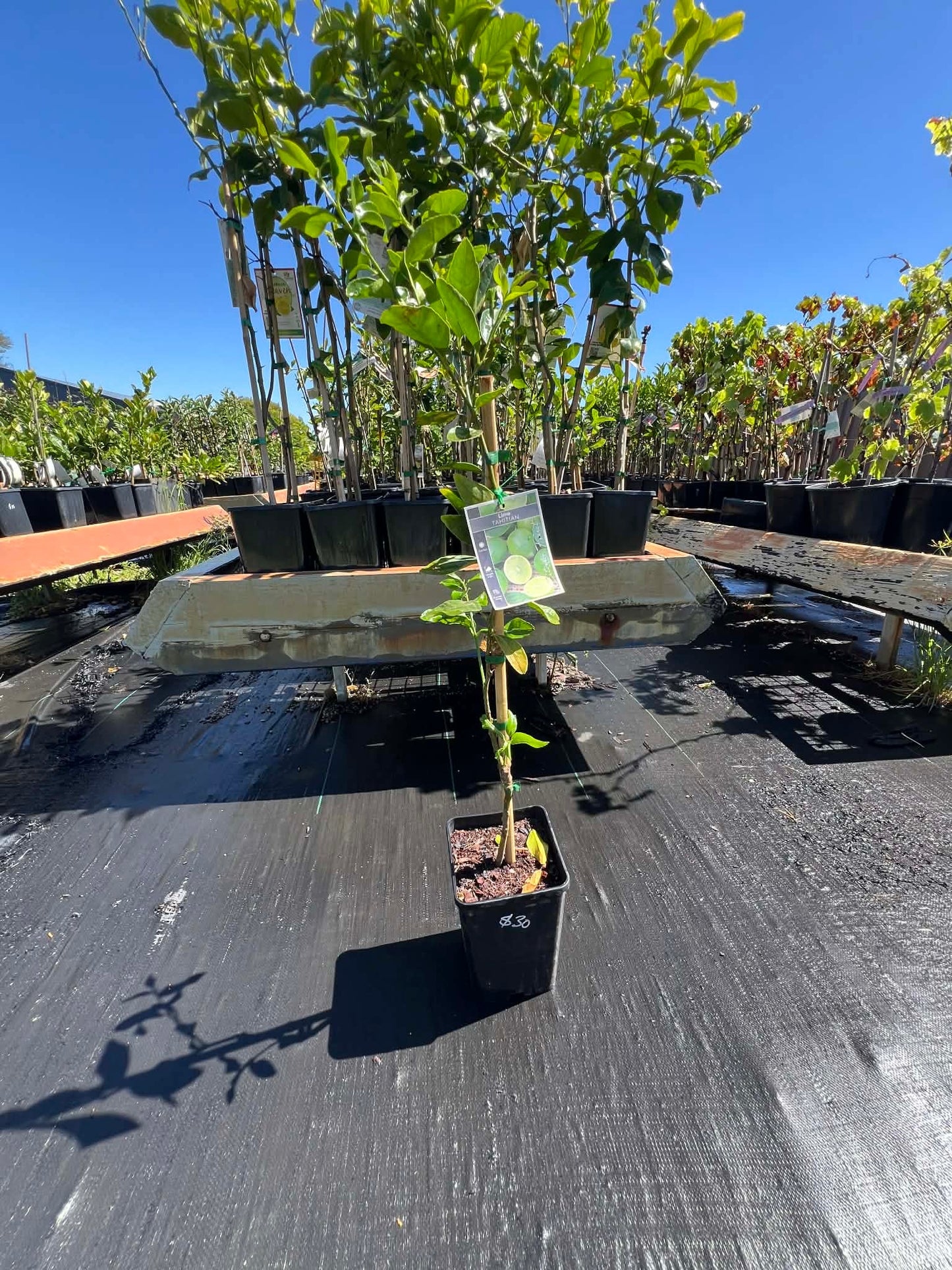 Lime Tahitian Variety