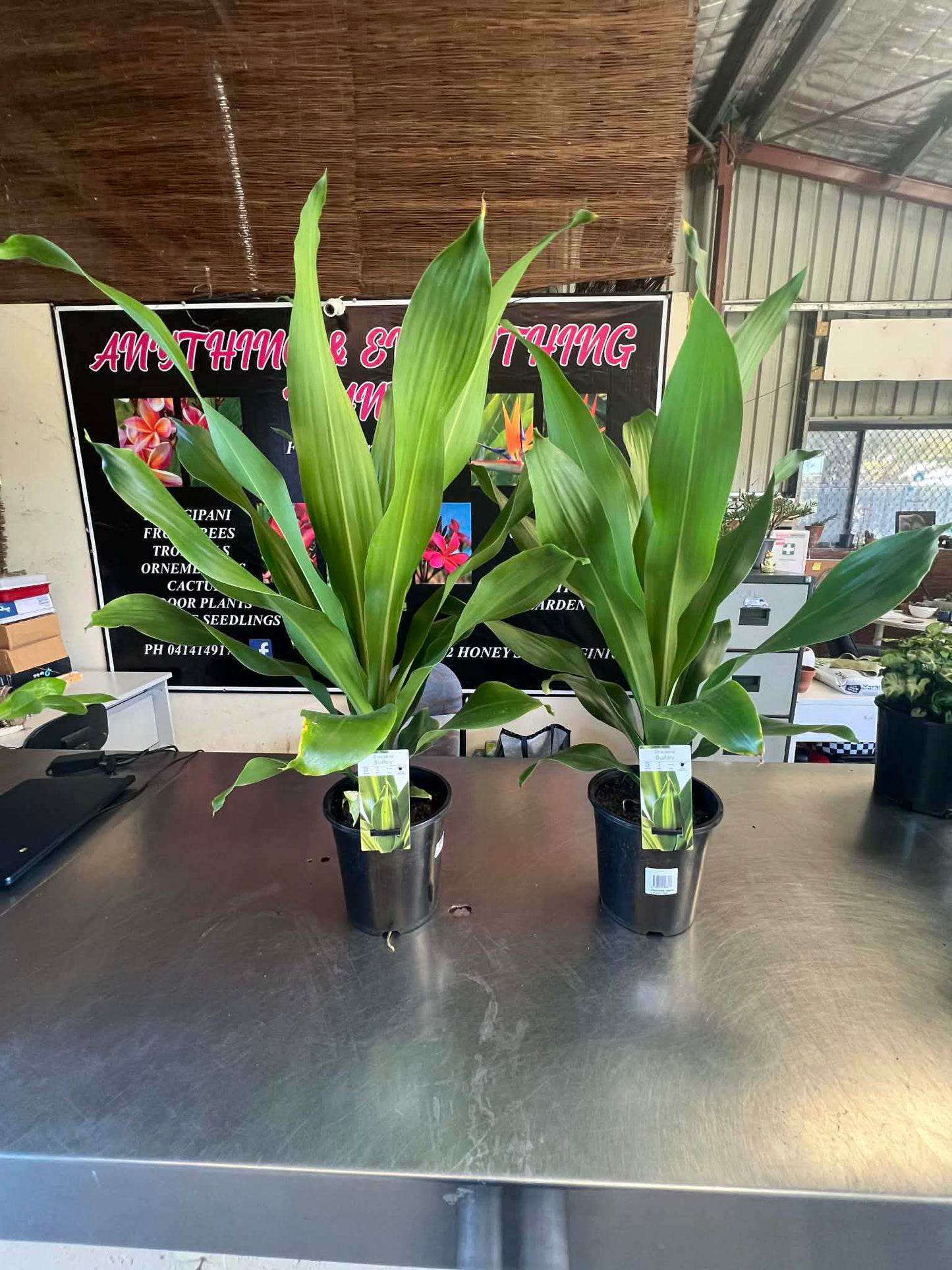 Dracaena Burley Variety