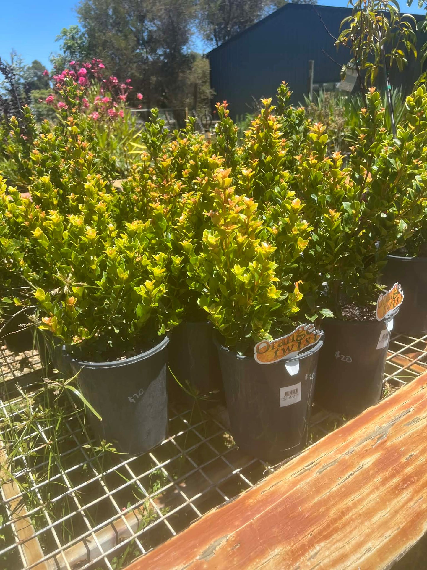 Lilly Pilly Orange twist Variety