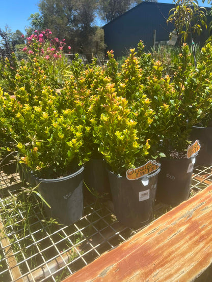 Lilly Pilly Orange twist Variety