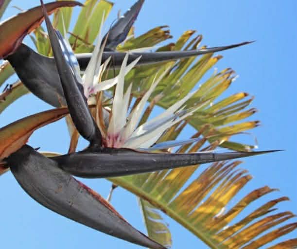 White Giant Bird Of Paradise