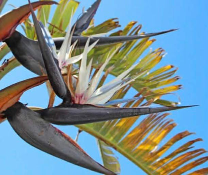 White Giant Bird Of Paradise
