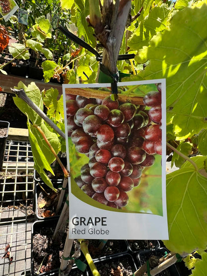Grape Vine Red Globe Variety