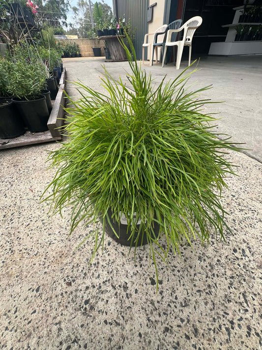 Acacia Limelight (Cousin it)