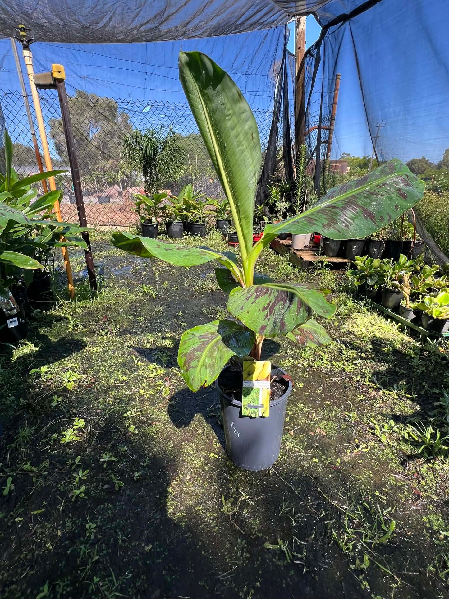 Banana Carnarvon Variety