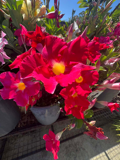 Mandevilla Pink Star Variety