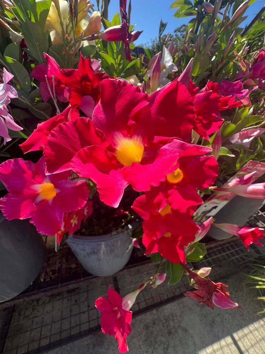 Mandevilla Pink Star Variety