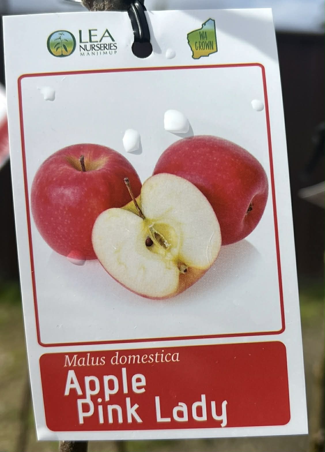 Apple Pink Lady Variety
