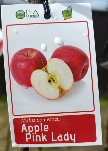Apple Pink Lady Variety