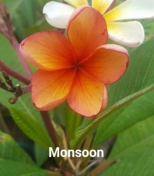 Special Dwarf Monsoon frangipani