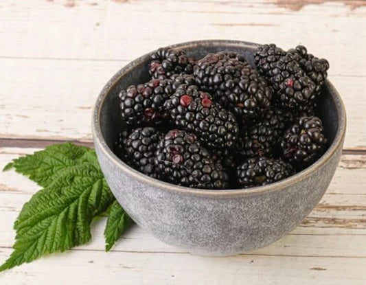 Dwarf Black Mulberry