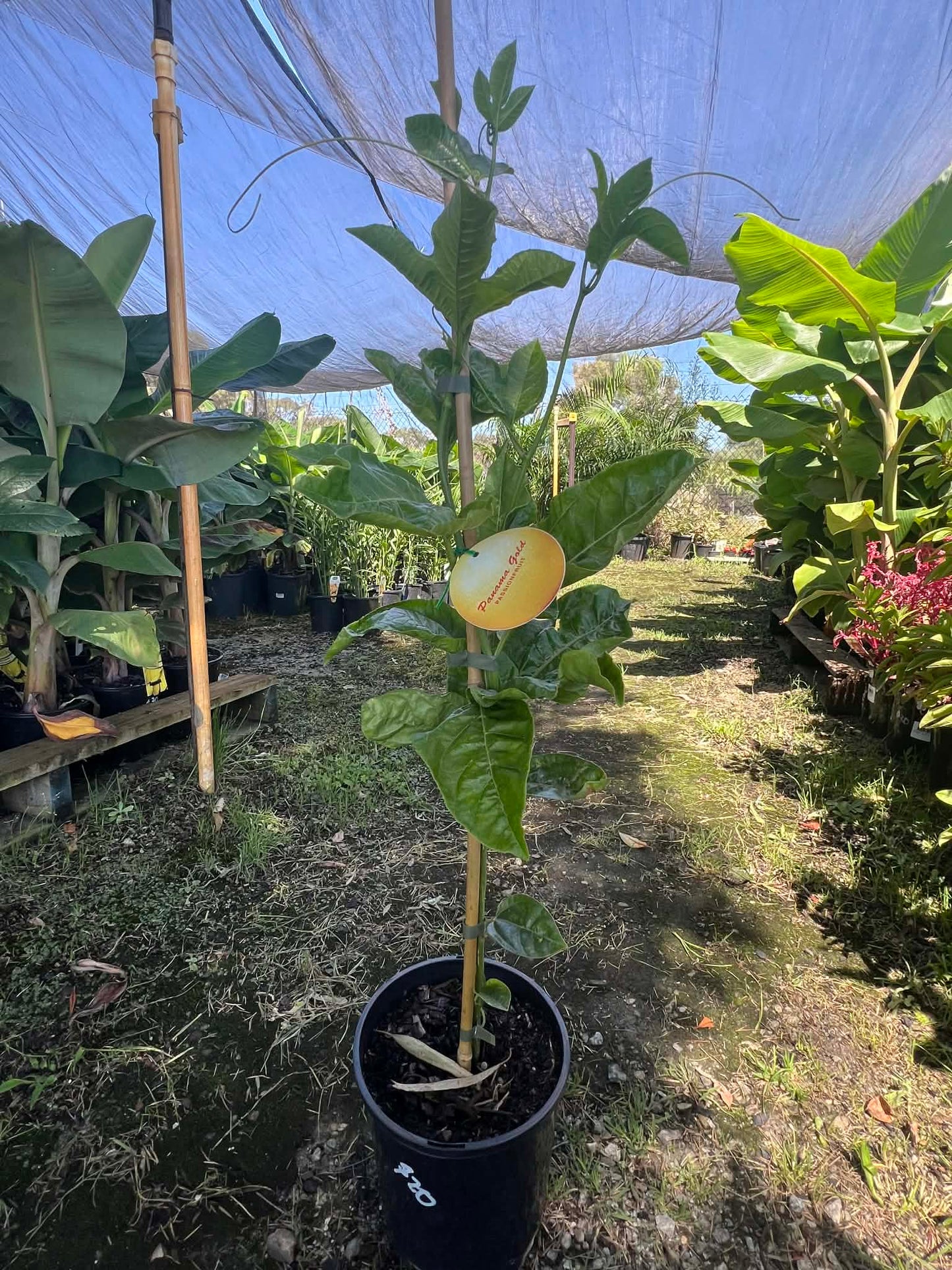 Panama Gold Passionfruit