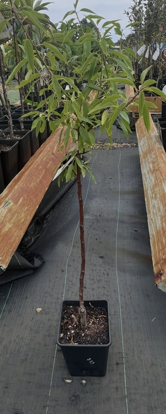 Almond Tree Fritz Variety