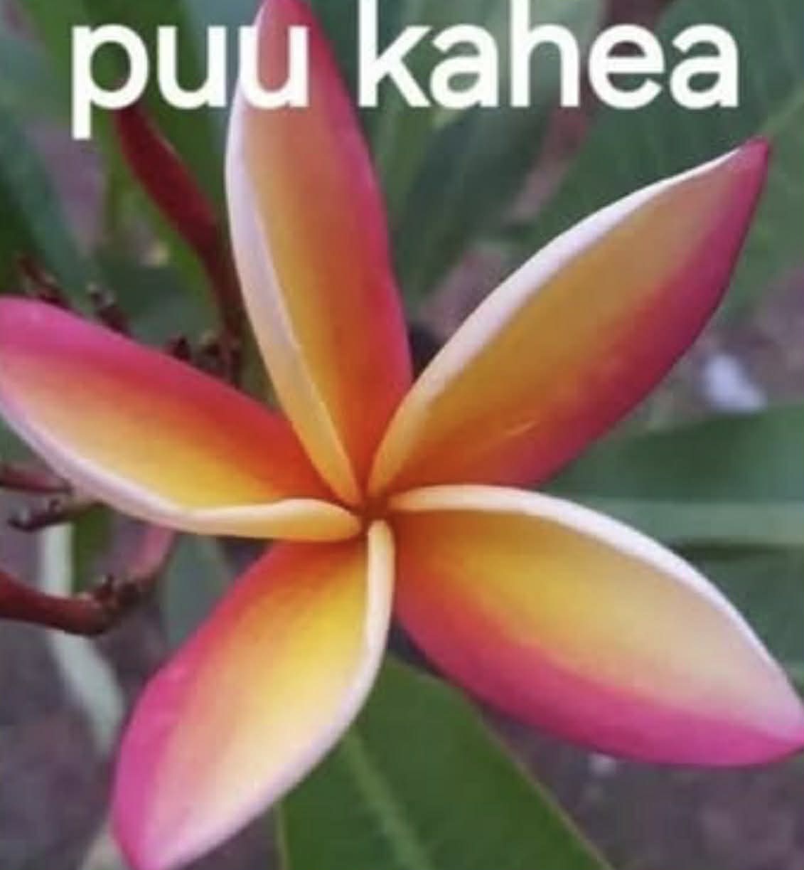 Special  Puu Kahea Frangipani