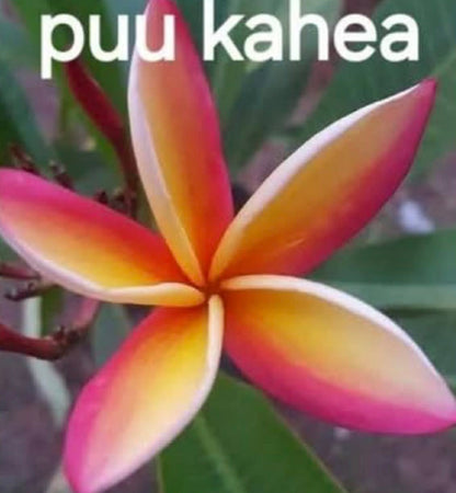 Special  Puu Kahea Frangipani