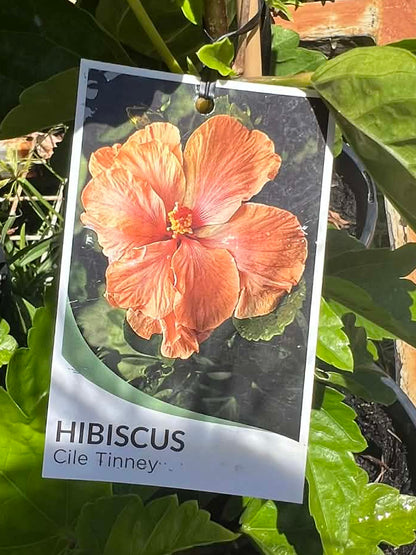 Hibiscus  Cile Tinney