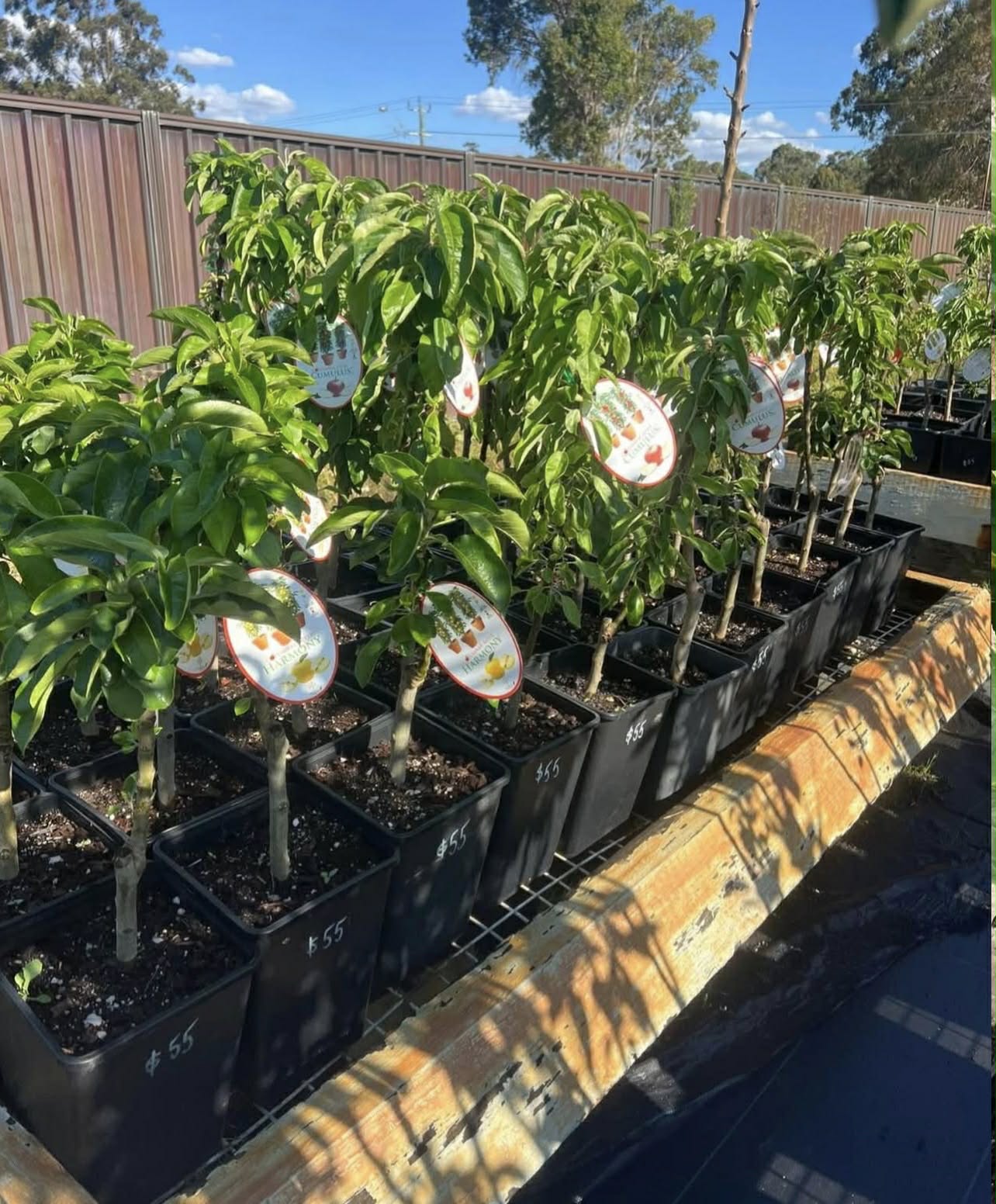 Dwarf Columnar apple Cumulus Variety