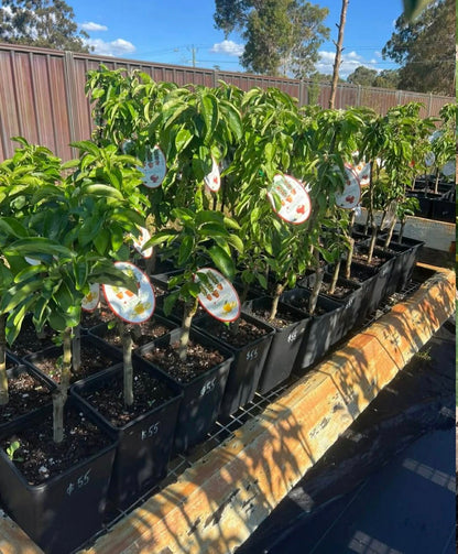 Dwarf Columnar apple Cumulus Variety