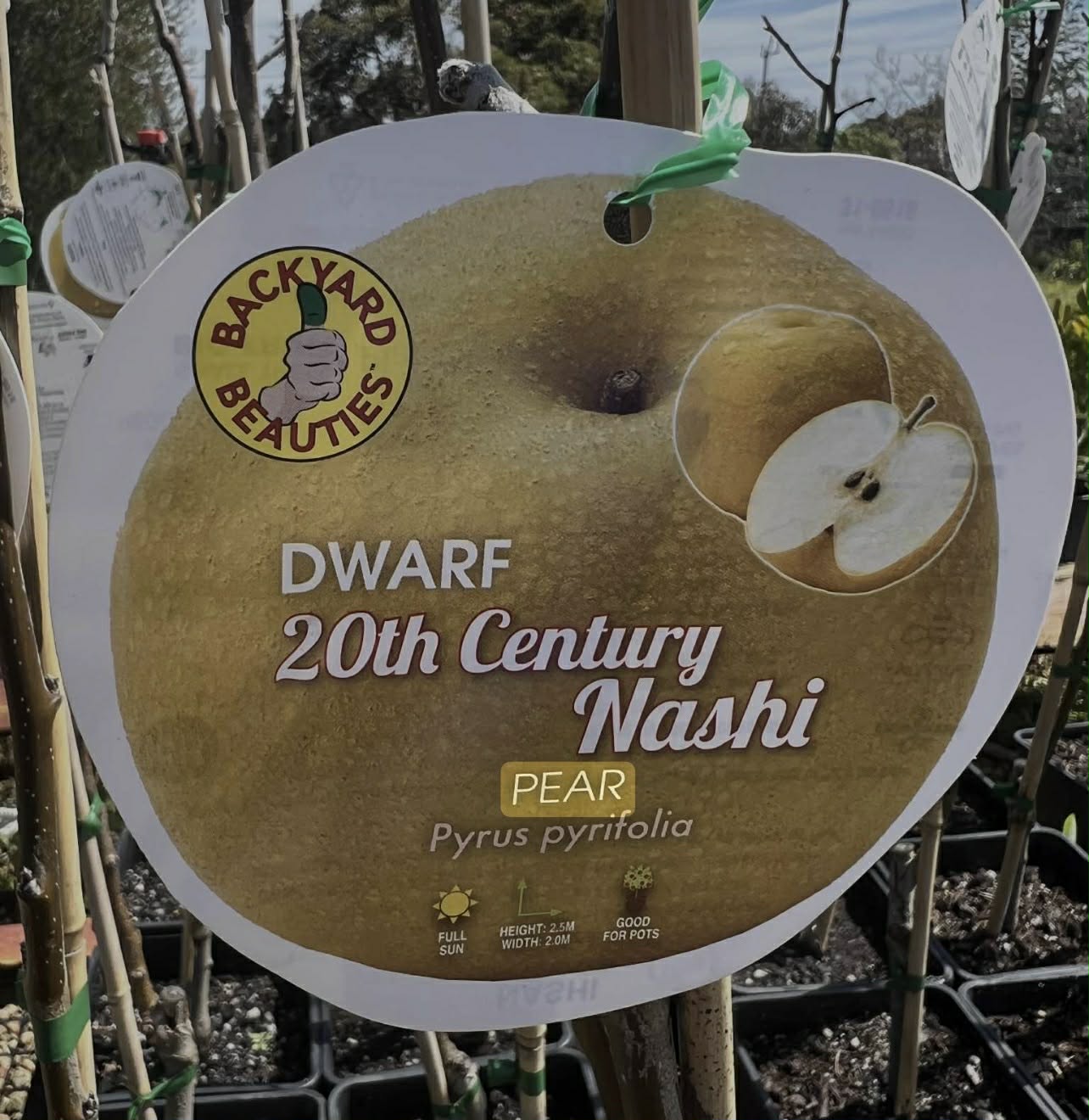 Dwarf 20th Century Nashi Pear