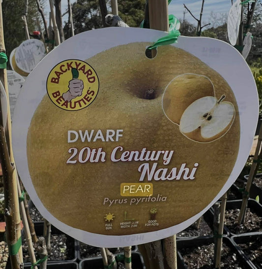 Dwarf 20th Century Nashi Pear