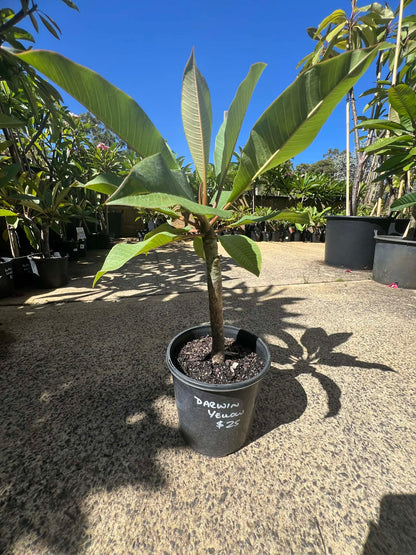 Special Darwin Yellow Frangipani