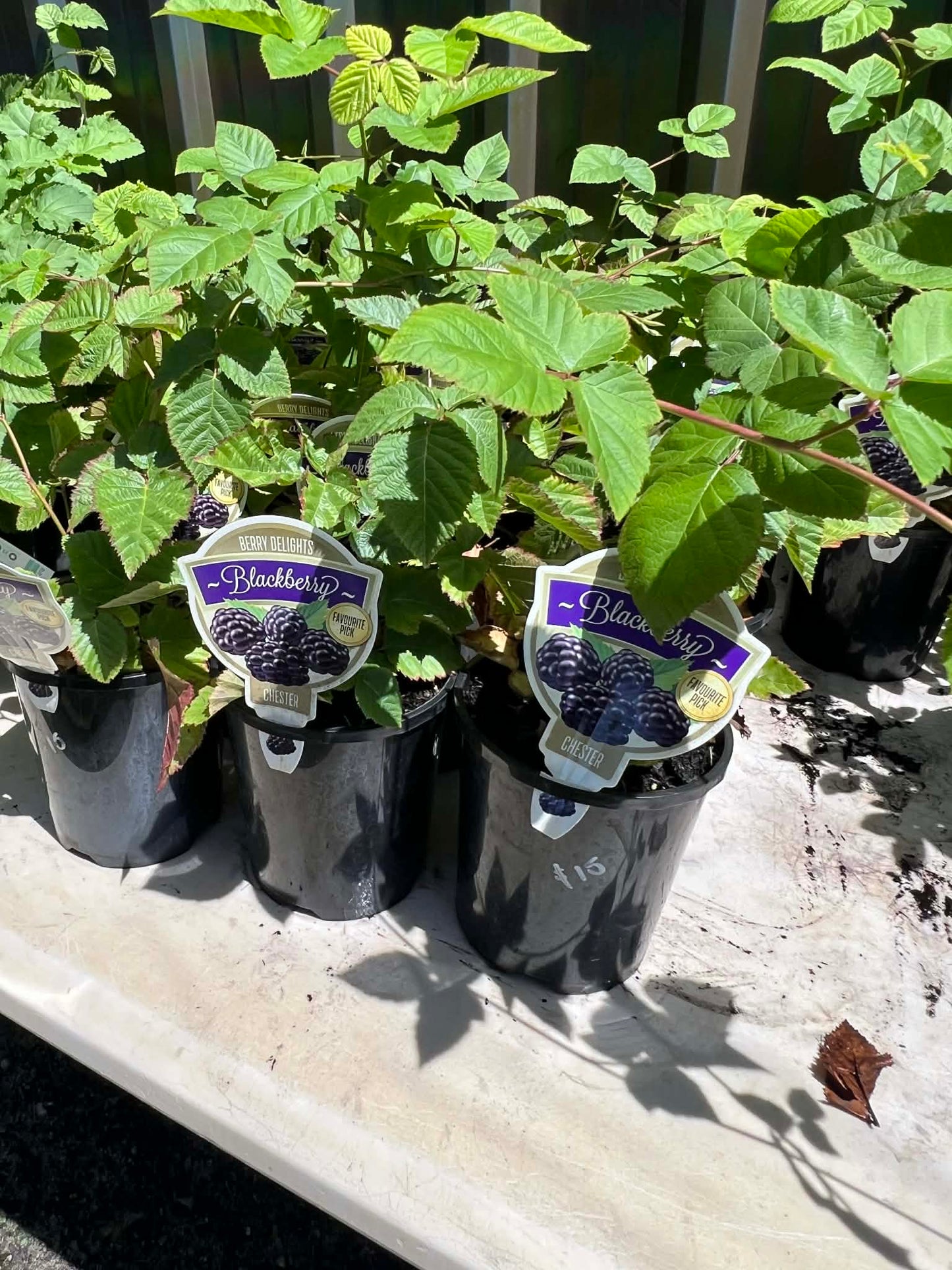 Blackberry Chester Variety