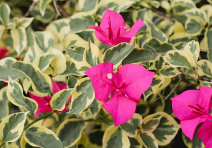 Bougainvillea Raspberry Ice Variety