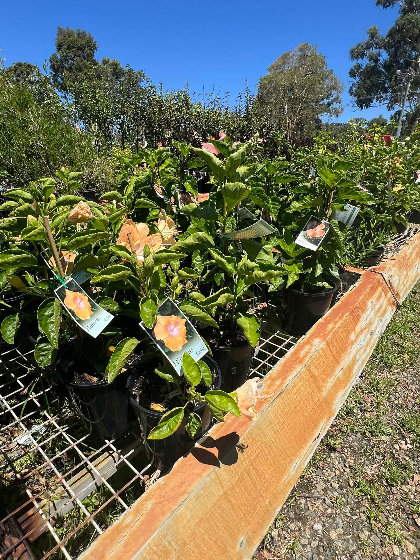 Hibiscus Mrs Tompkins