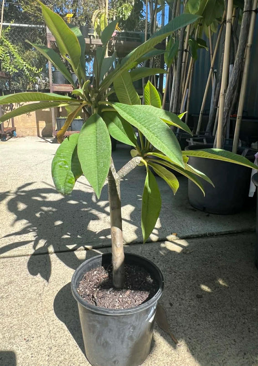 Special kimo Frangipani