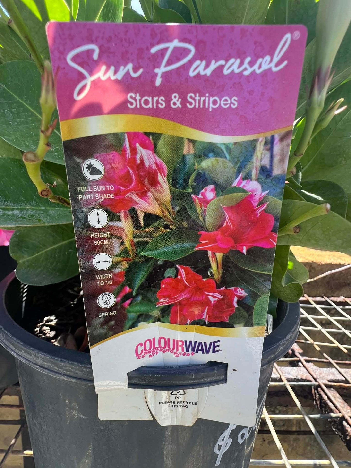 Mandevilla Stars and Stripes Variety