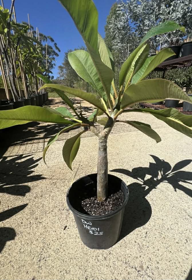 Special Dwarf Heidi Frangipani