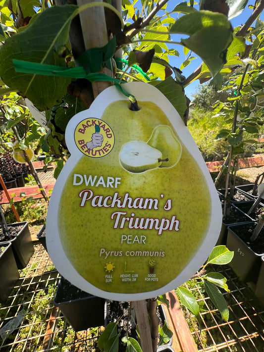 Dwarf Packhams Triumph Pear