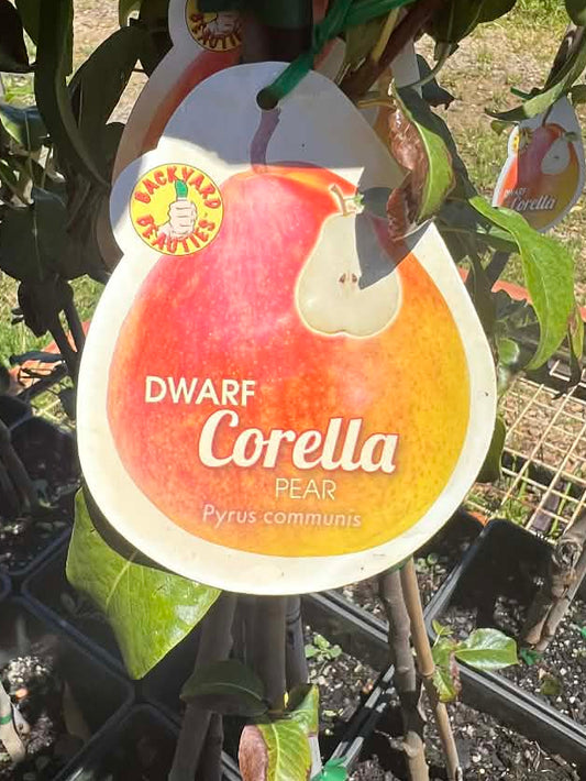 Dwarf Corella Pear