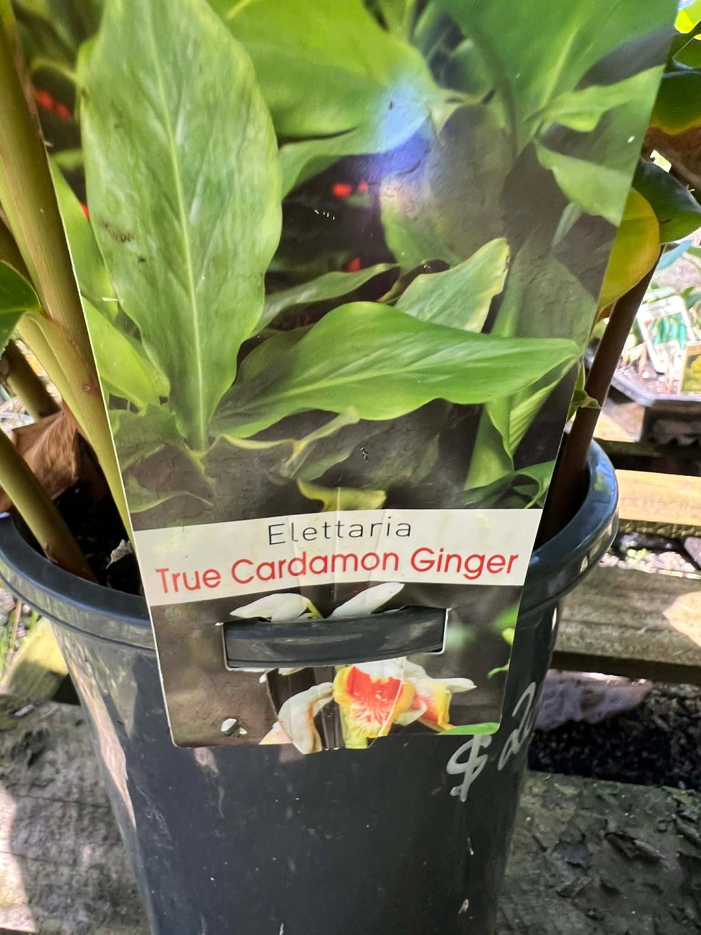 Cardamon Ginger