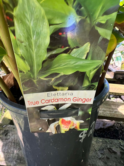 Cardamon Ginger