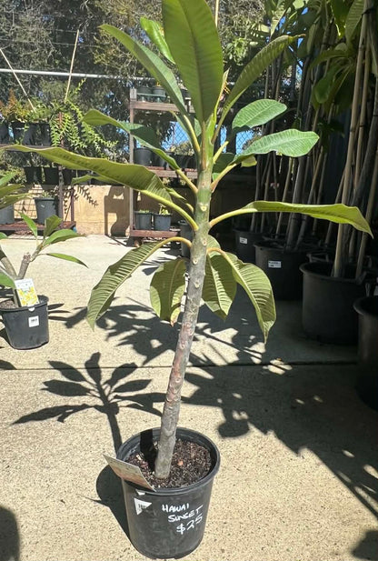 Special Hawiian Sunset frangipani