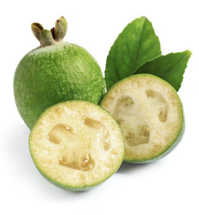 Feijoa Duffy Self Pollinating Variety