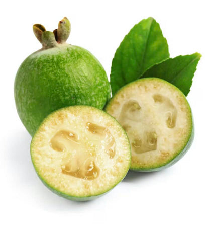 Feijoa Duffy Self Pollinating Variety