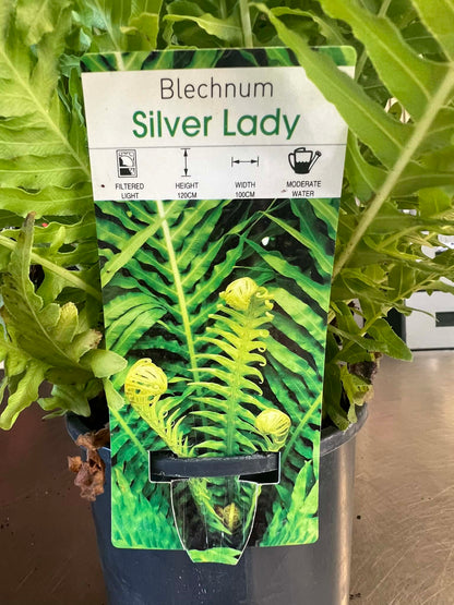Silver Lady Fern