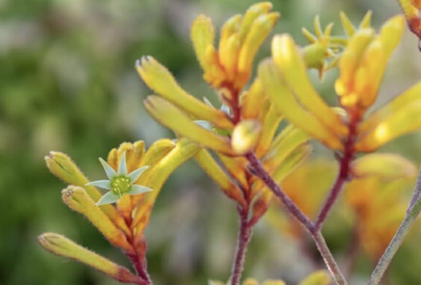 Yellow Kangaroo Paws