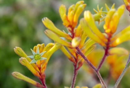 Yellow Kangaroo Paws